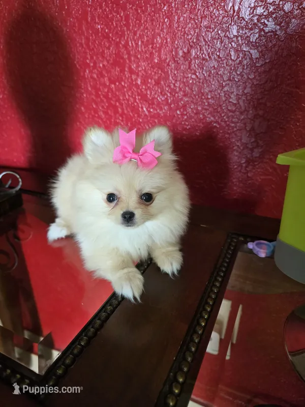 POMERANIAN  TEDDY BEAR FACE – Pomeranian puppy for sale in Sebring, FL