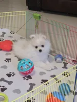 POMERANIAN  TEDDY BEAR FACE, a male Pomeranian for sale in Sebring, FL – 3 of 3