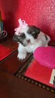 SHIH TZU FEMALE, a female Shih Tzu for sale in Sebring, FL – Photo 1 of 2