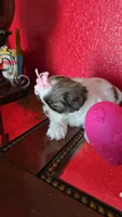 SHIH TZU FEMALE, a female Shih Tzu for sale in Sebring, FL – Photo 2 of 2