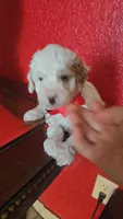 TOY POODLE , a male Poodle - Toy  for sale in Sebring, FL – Photo 2 of 2