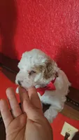 TOY POODLE , a male Poodle - Toy  for sale in Sebring, FL – Photo 1 of 2