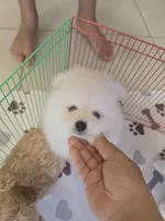 POMERANIAN  TEDDY BEAR FACE, a male Pomeranian for sale in Sebring, FL – 3 of 3