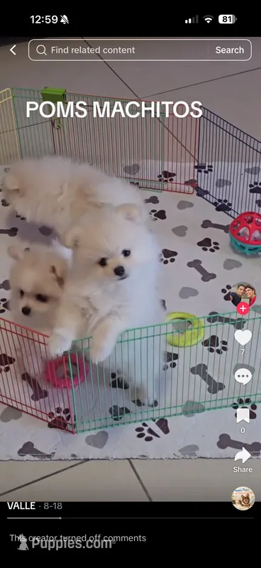 POMERANIAN  TEDDY BEAR FACE – Pomeranian puppy for sale in Sebring, FL