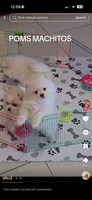 POMERANIAN  TEDDY BEAR FACE, a male Pomeranian for sale in Sebring, FL – 1 of 1
