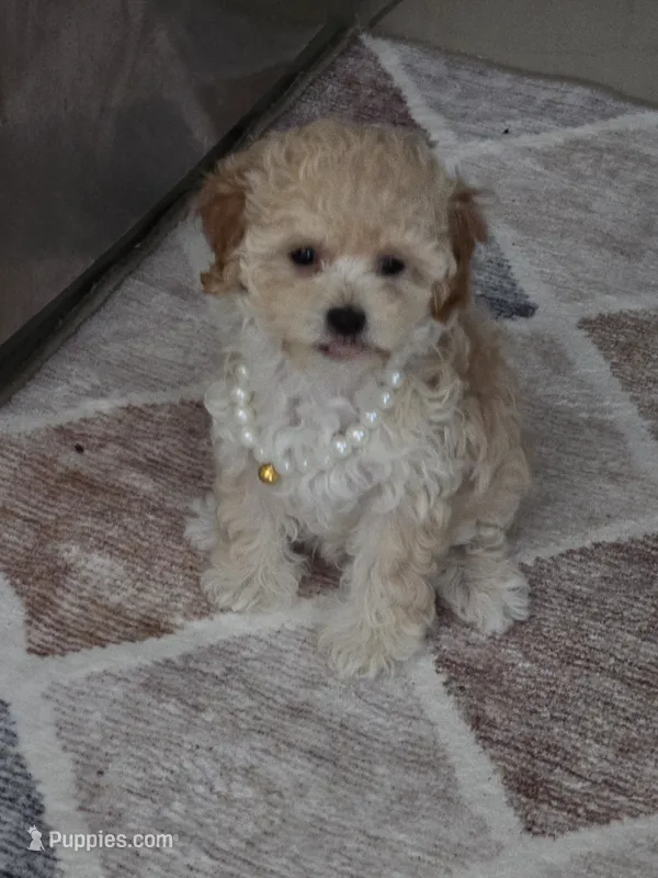 TOY POODLE FEMALE – Poodle - Toy  puppy for sale in Sebring, FL