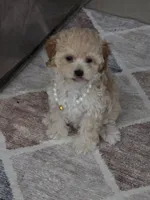 TOY POODLE FEMALE, a female Poodle - Toy  for sale in Sebring, FL – 1 of 2