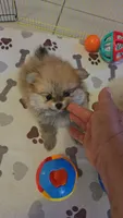 POMERANIAN  TEDDY BEAR FACE, a male Pomeranian for sale in Sebring, FL – Photo 2 of 4