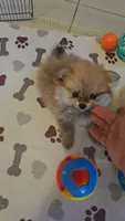 POMERANIAN  TEDDY BEAR FACE, a male Pomeranian for sale in Sebring, FL – Photo 3 of 4
