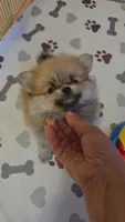 POMERANIAN  TEDDY BEAR FACE, a male Pomeranian for sale in Sebring, FL – Photo 1 of 4