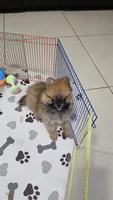 POMERANIAN TEA CUP, a male Pomeranian for sale in Sebring, FL – 3 of 3
