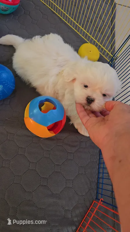 SHITZU MALE – Shih Tzu puppy for sale in Sebring, FL