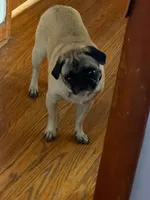 Paisley, a male Pug for sale in Garnerville, NY – 7 of 9