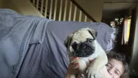 Paisley, a male Pug for sale in Garnerville, NY – 6 of 9