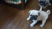 Paisley, a male Pug for sale in Garnerville, NY – 4 of 9
