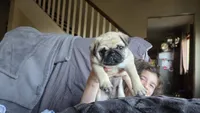 Paisley, a male Pug for sale in Garnerville, NY – 3 of 9