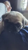 Paisley, a male Pug for sale in Garnerville, NY – 5 of 9