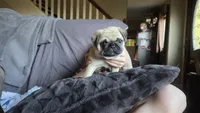Paisley, a male Pug for sale in Garnerville, NY – 2 of 9