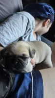 Paisley, a male Pug for sale in Garnerville, NY – 8 of 9