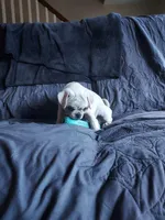 Paisley, a male Pug for sale in Garnerville, NY – 9 of 9