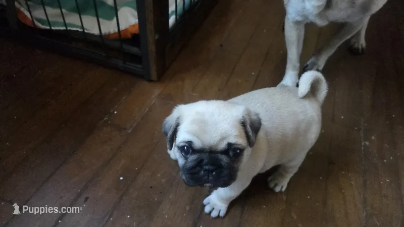 Paisley – Pug puppy for sale in Garnerville, NY