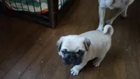 Paisley, a male Pug for sale in Garnerville, NY – 1 of 9