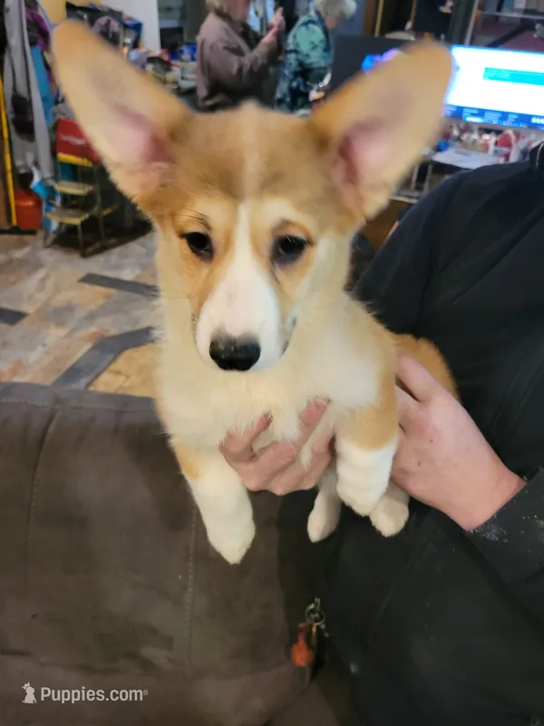 Tango – Pembroke Welsh Corgi puppy for sale in Lake Stevens, WA