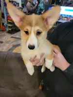 Tango, a male Pembroke Welsh Corgi for sale in Lake Stevens, WA – 1 of 4