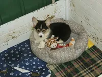 Mickey the Fluffy Corgi, a male Pembroke Welsh Corgi for sale in Lake Stevens, WA – 3 of 8