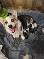 Daisy, a female Pembroke Welsh Corgi for sale in Lake Stevens, WA – 2 of 4