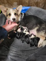 Violet, a female Pembroke Welsh Corgi for sale in Lake Stevens, WA – 3 of 4