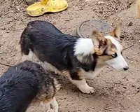Bluey, a female Pembroke Welsh Corgi for sale in Lake Stevens, WA – Photo 4 of 4