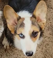 Bluey, a female Pembroke Welsh Corgi for sale in Lake Stevens, WA – Photo 1 of 4