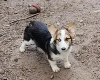 Bluey, a female Pembroke Welsh Corgi for sale in Lake Stevens, WA – Photo 3 of 4