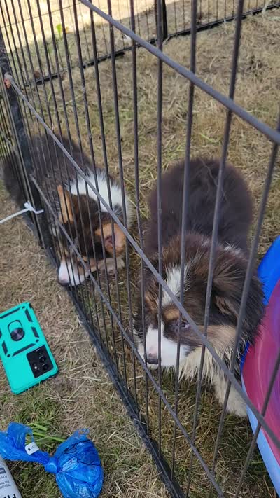 Minnie The Fluffy Corgi, a female Pembroke Welsh Corgi for sale in Lake Stevens, WA – 6 of 7