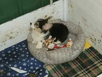 Mickey the Fluffy Corgi, a male Pembroke Welsh Corgi for sale in Lake Stevens, WA – 4 of 8