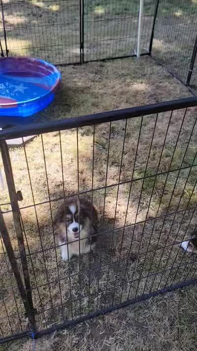 Minnie The Fluffy Corgi, a female Pembroke Welsh Corgi for sale in Lake Stevens, WA – 7 of 7
