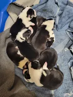 Daisy, a female Pembroke Welsh Corgi for sale in Lake Stevens, WA – 3 of 4