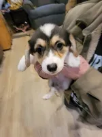 Rose, a female Pembroke Welsh Corgi for sale in Lake Stevens, WA – 3 of 5