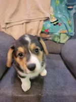 Gizmo, a male Pembroke Welsh Corgi for sale in Lake Stevens, WA – 2 of 3