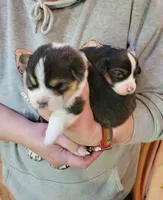 Mickey the Fluffy Corgi, a male Pembroke Welsh Corgi for sale in Lake Stevens, WA – 7 of 8