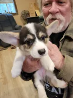 Violet, a female Pembroke Welsh Corgi for sale in Lake Stevens, WA – 2 of 4