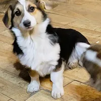 Lady Dot, a female Pembroke Welsh Corgi for sale in Lake Stevens, WA – Photo 3 of 3