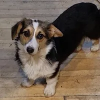 Lady Dot, a female Pembroke Welsh Corgi for sale in Lake Stevens, WA – Photo 1 of 3