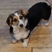 Lady Dot, a female Pembroke Welsh Corgi for sale in Lake Stevens, WA – Photo 2 of 3