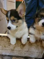 Mickey the Fluffy Corgi, a male Pembroke Welsh Corgi for sale in Lake Stevens, WA – 6 of 8