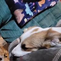 Mister Spot, a male Pembroke Welsh Corgi for sale in Lake Stevens, WA – Photo 2 of 6