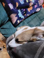 Mister Spot, a male Pembroke Welsh Corgi for sale in Lake Stevens, WA – Photo 2 of 6