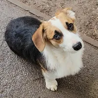 Mister Spot, a male Pembroke Welsh Corgi for sale in Lake Stevens, WA – Photo 6 of 6