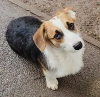 Mister Spot, a male Pembroke Welsh Corgi for sale in Lake Stevens, WA – Photo 6 of 6